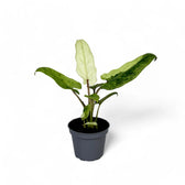 Alocasia lauterbachiana variegata potted houseplant in nursery pot on white background, product photo 2.