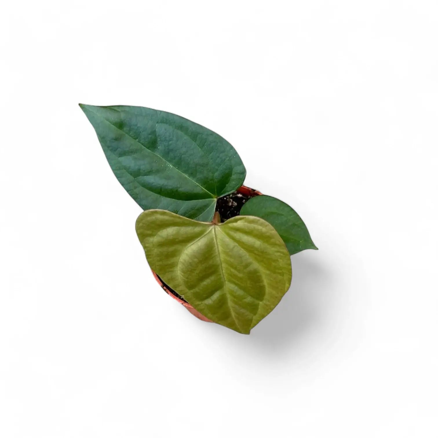 Anthurium forgetii x nigrolaminum 'Gigi' potted houseplant in nursery pot on white background, product photo 3.