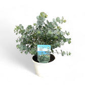 Eucalyptus cinerea – Topfpflanze im Kulturtopf vor weißem Hintergrund, Produktfoto 3.