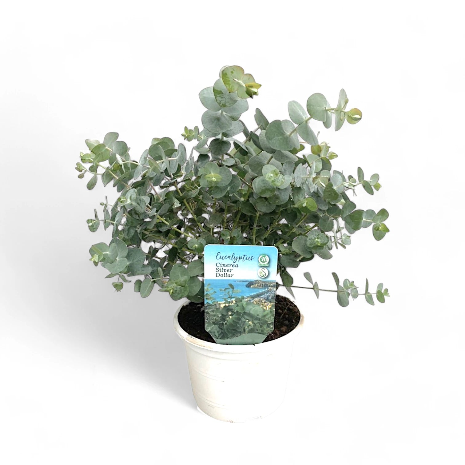 Eucalyptus cinerea – Topfpflanze im Kulturtopf vor weißem Hintergrund, Produktfoto 3.