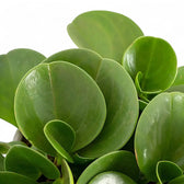 Peperomia obtusifolia – Zimmerpflanze im Kulturtopf auf weißem Hintergrund, Produktfoto 6.