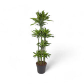Dracaena fragrans 'Golden Coast' potted houseplant in nursery pot on white background, product photo 10.