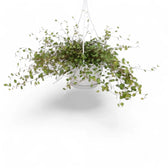 Muehlenbeckia complexa 'Maori' – Zimmerpflanze im Kulturtopf auf weißem Hintergrund, Produktfoto 9.