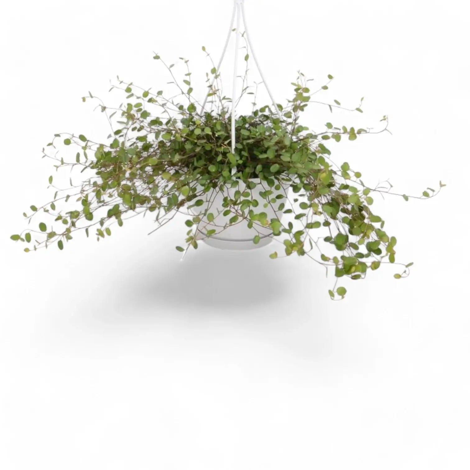 Muehlenbeckia complexa 'Maori' – Zimmerpflanze im Kulturtopf auf weißem Hintergrund, Produktfoto 9.