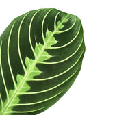 Nahaufnahme eines Blatts von Maranta leuconeura 'Lemon Lime' vor weißem Hintergrund.