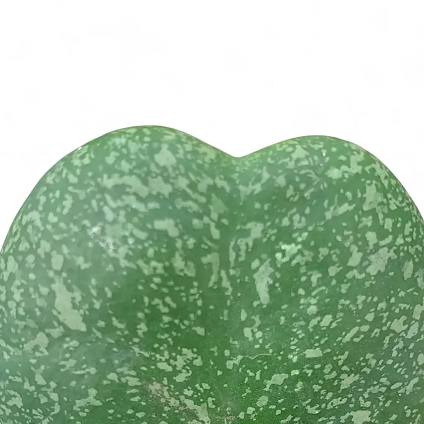 Nahaufnahme eines Blatts von Hoya kerrii 'Splash' vor weißem Hintergrund.