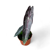 Alocasia longiloba 'Purple' potted houseplant in nursery pot on white background, product photo 12.