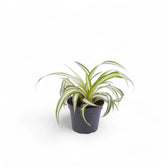 Chlorophytum comosum variegatum potted houseplant in nursery pot on white background, product photo 3.