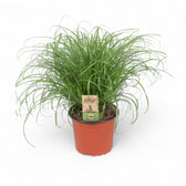 Cyperus alternifolius ‘Zumula’ (Cat Grass) potted houseplant in nursery pot on white background, product photo 3.