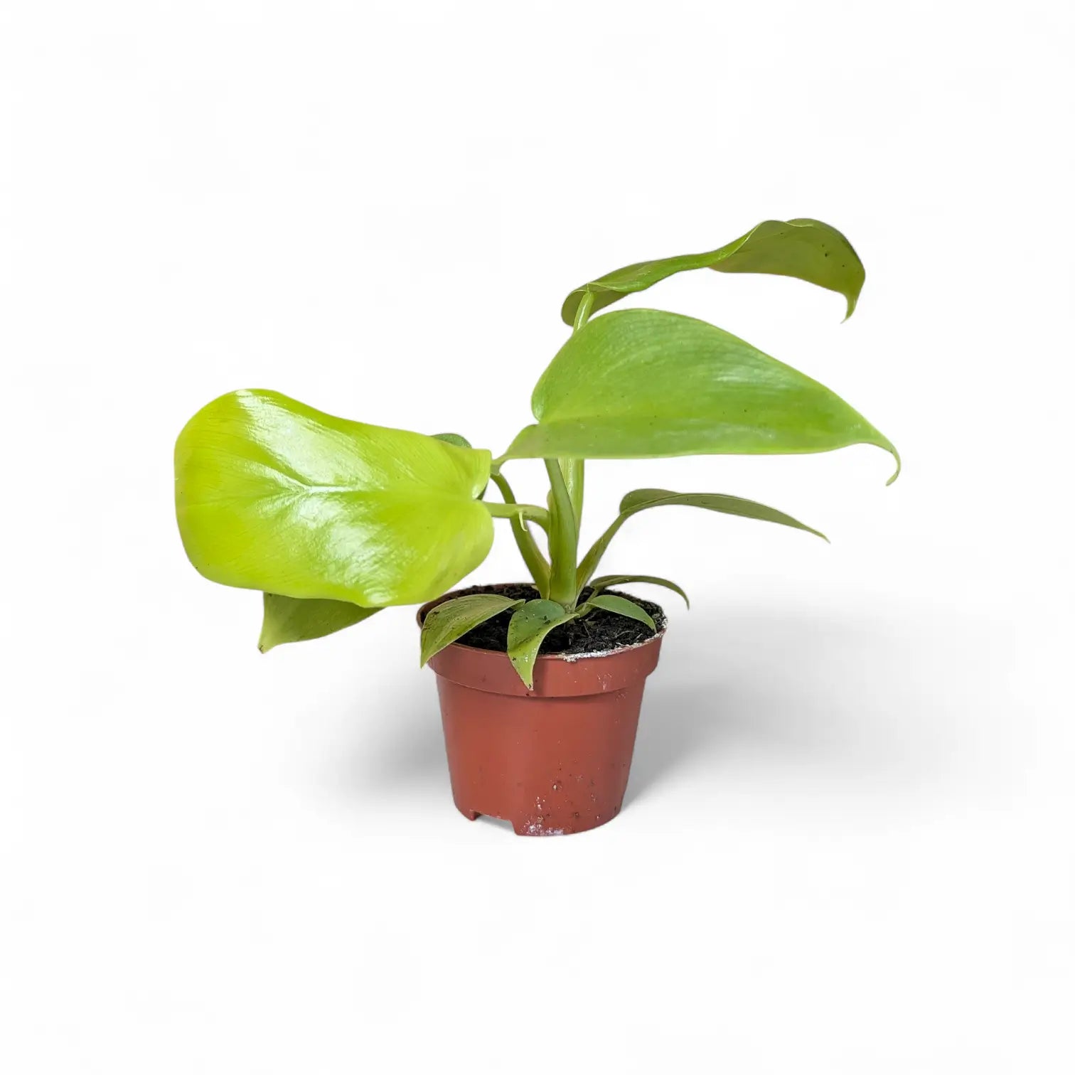 Philodendron bipennifolium 'Golden violin' potted houseplant in nursery pot on white background, product photo 3.