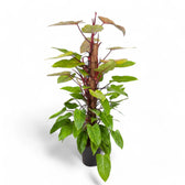 Philodendron 'Painted lady' – Zimmerpflanze im Kulturtopf auf weißem Hintergrund, Produktfoto 8.