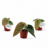 Anthurium radicans x luxurians – Topfpflanze im Kulturtopf vor weißem Hintergrund, Produktfoto 5.