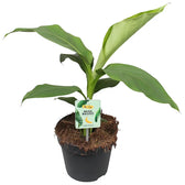 Musa basjoo potted houseplant in nursery pot on white background, product photo 2.