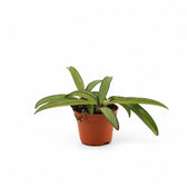 Hoya wayetii potted houseplant in nursery pot on white background, product photo 2.