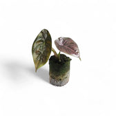 Alocasia azlanii potted houseplant in nursery pot on white background, product photo 8.