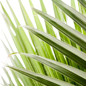 Chamaerops humilis leaf close-up on white background.