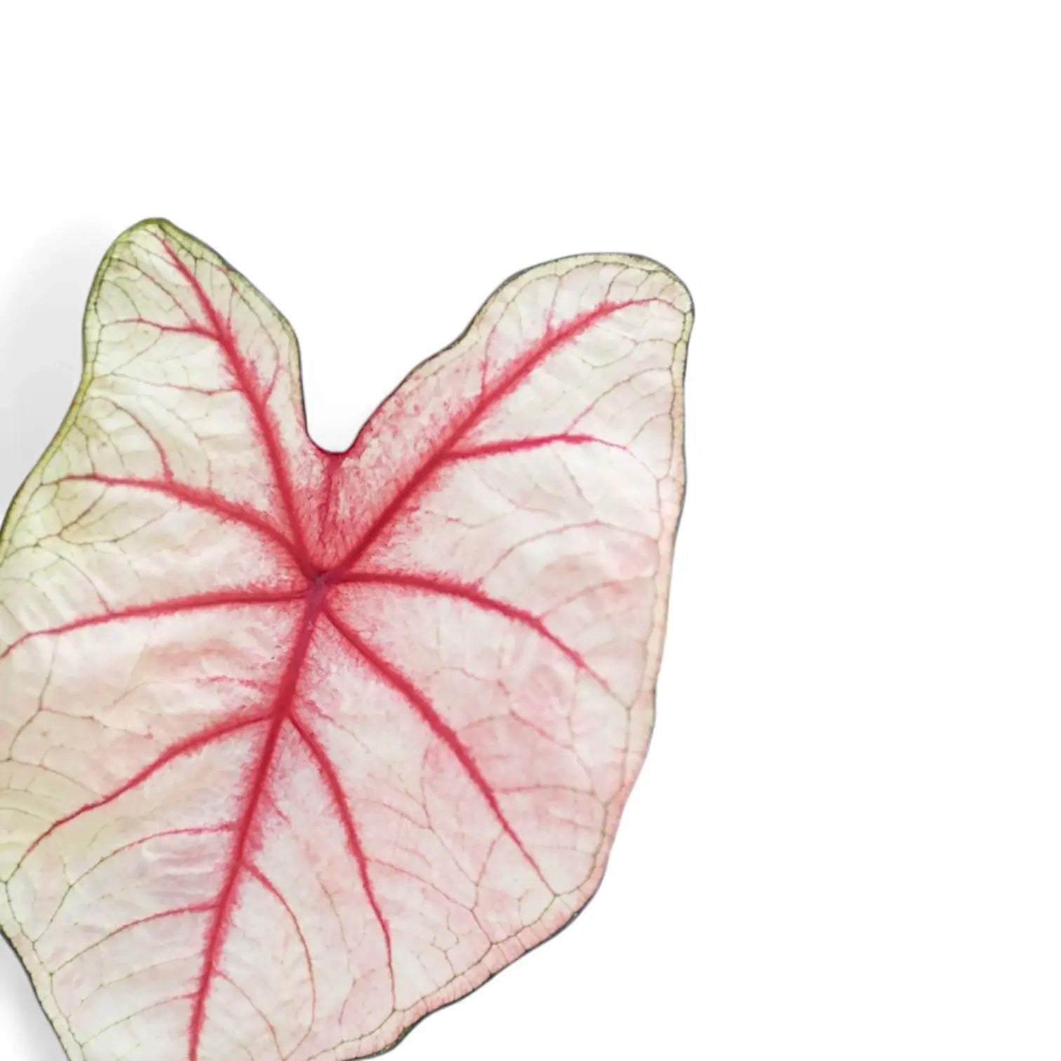 Nahaufnahme eines Blatts von Caladium 'White Queen' vor weißem Hintergrund.