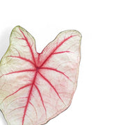 Nahaufnahme eines Blatts von Caladium 'White Queen' vor weißem Hintergrund.