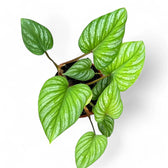 Philodendron mamei potted houseplant in nursery pot on white background, product photo 7.