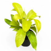 Philodendron 'Malay Gold' potted houseplant in nursery pot on white background, product photo 5.