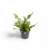 Microsorum musifolium 'Crocodyllus' – Zimmerpflanze im Kulturtopf auf weißem Hintergrund, Produktfoto 4.