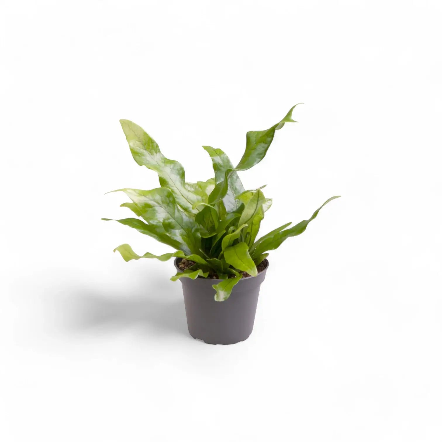 Microsorum musifolium 'Crocodyllus' – Zimmerpflanze im Kulturtopf auf weißem Hintergrund, Produktfoto 4.