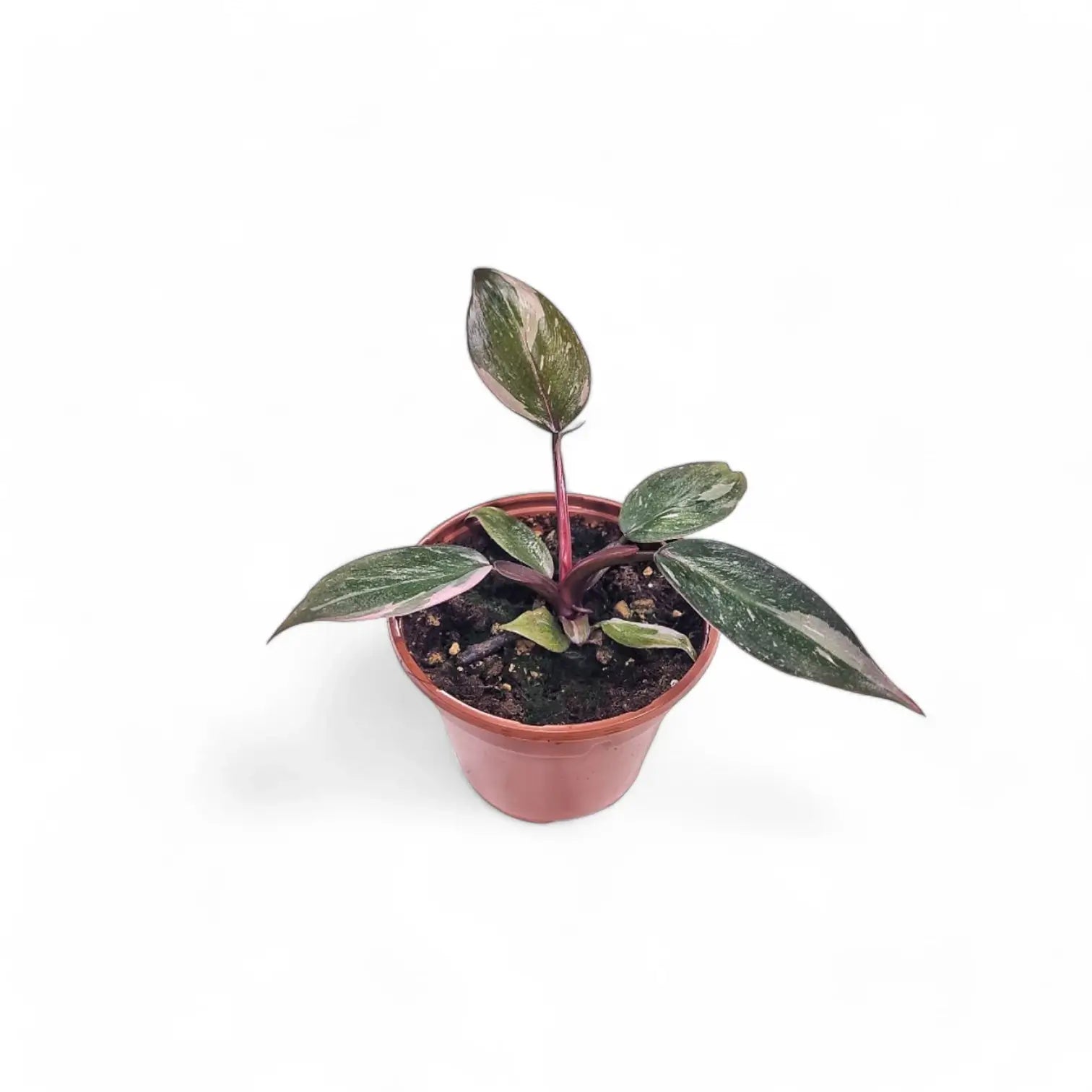 Philodendron 'Pink princess Marble' potted houseplant in nursery pot on white background, product photo 6.