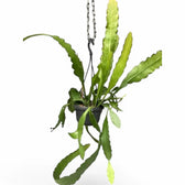 Epiphyllum 'Frühlingsgold' – Topfpflanze im Kulturtopf vor weißem Hintergrund, Produktfoto 4.