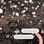 Anthurium Soil Mix on white background, product photo 7.