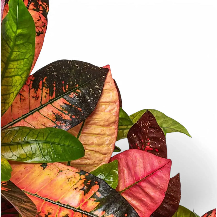 Codiaeum variegatum (Croton) 'Mrs. Iceton' leaf close-up on white background.