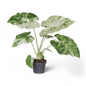 Alocasia macrorrhizos 'Splash' ('Camouflage') potted houseplant in nursery pot on white background, product photo 5.