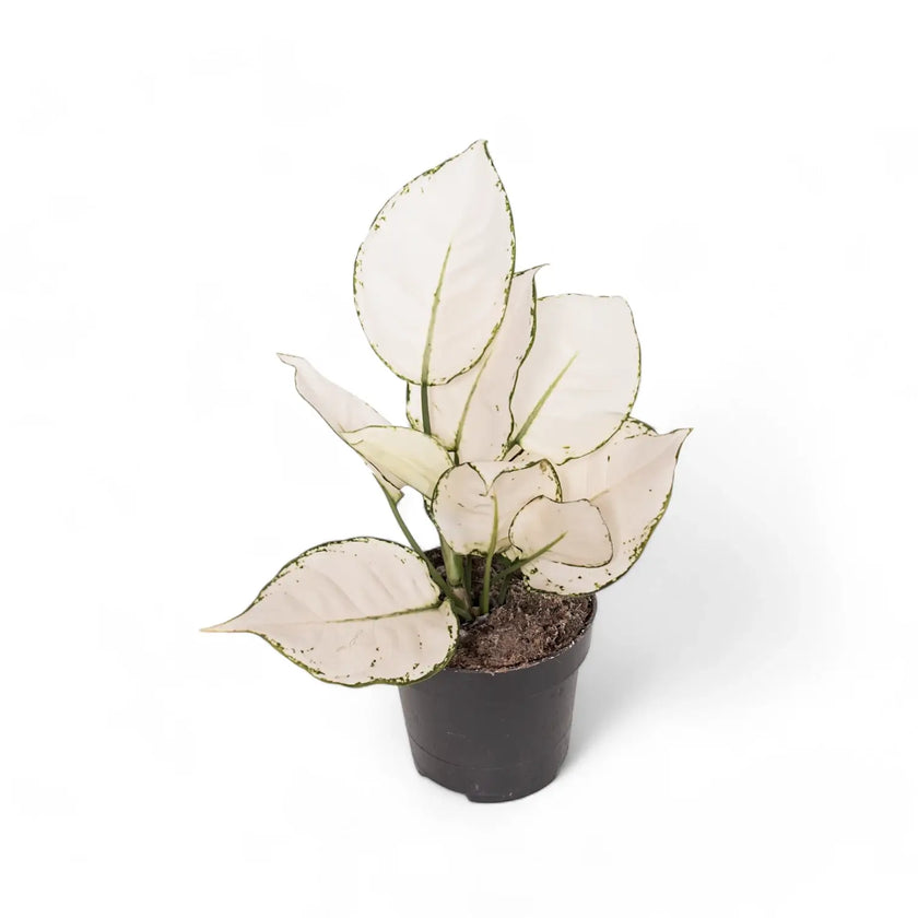 Aglaonema 'White joy' potted houseplant in nursery pot on white background, product photo 2.