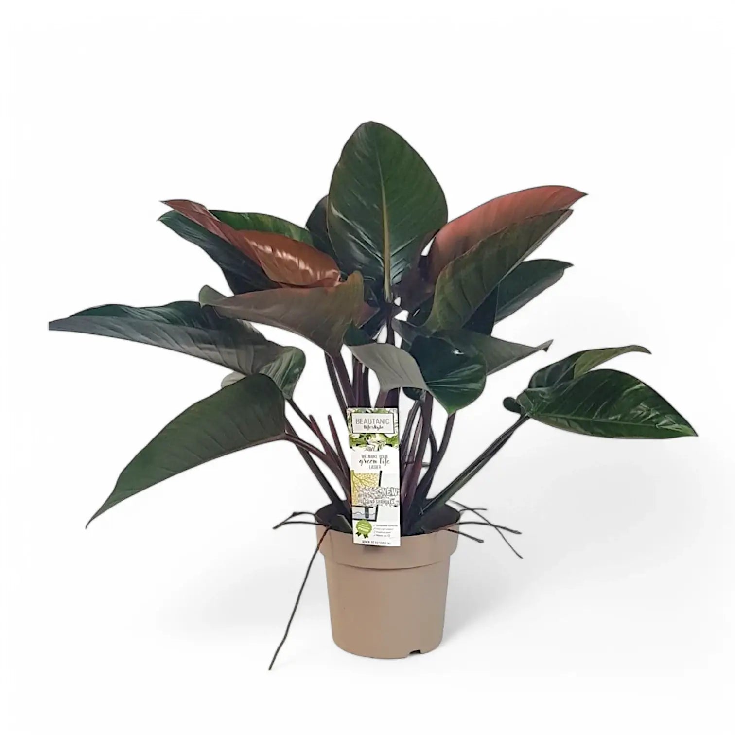 Philodendron 'Red beauty' – Zimmerpflanze im Kulturtopf auf weißem Hintergrund, Produktfoto 3.