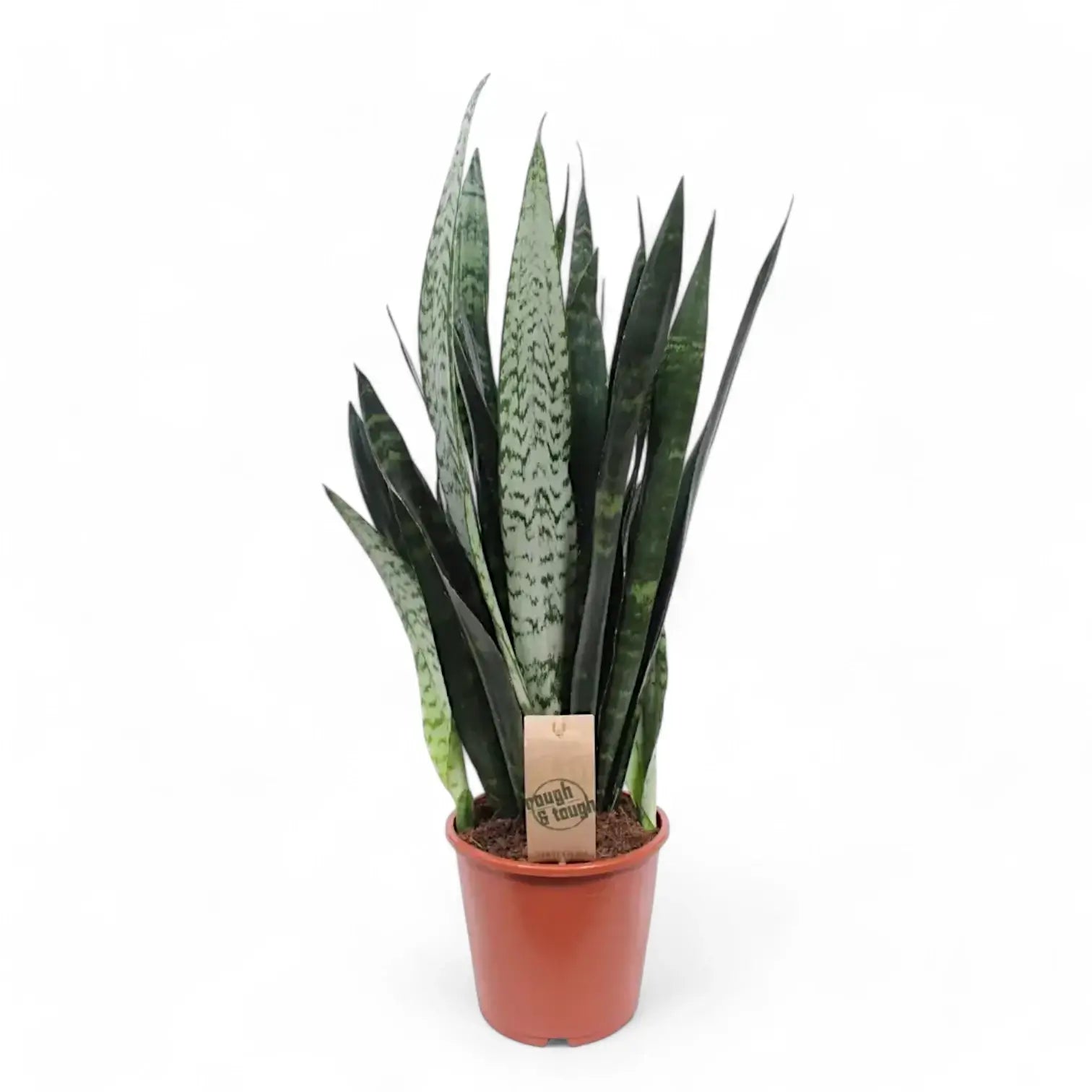 Dracaena (Sansevieria) trifasciata 'Black Coral' potted houseplant in nursery pot on white background, product photo 5.