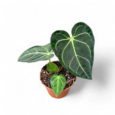 Anthurium regale – Topfpflanze im Kulturtopf vor weißem Hintergrund, Produktfoto 12.