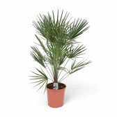 Chamaerops humilis potted houseplant in nursery pot on white background, product photo 5.