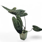 Anthurium papillilaminum – Topfpflanze im Kulturtopf vor weißem Hintergrund, Produktfoto 2.