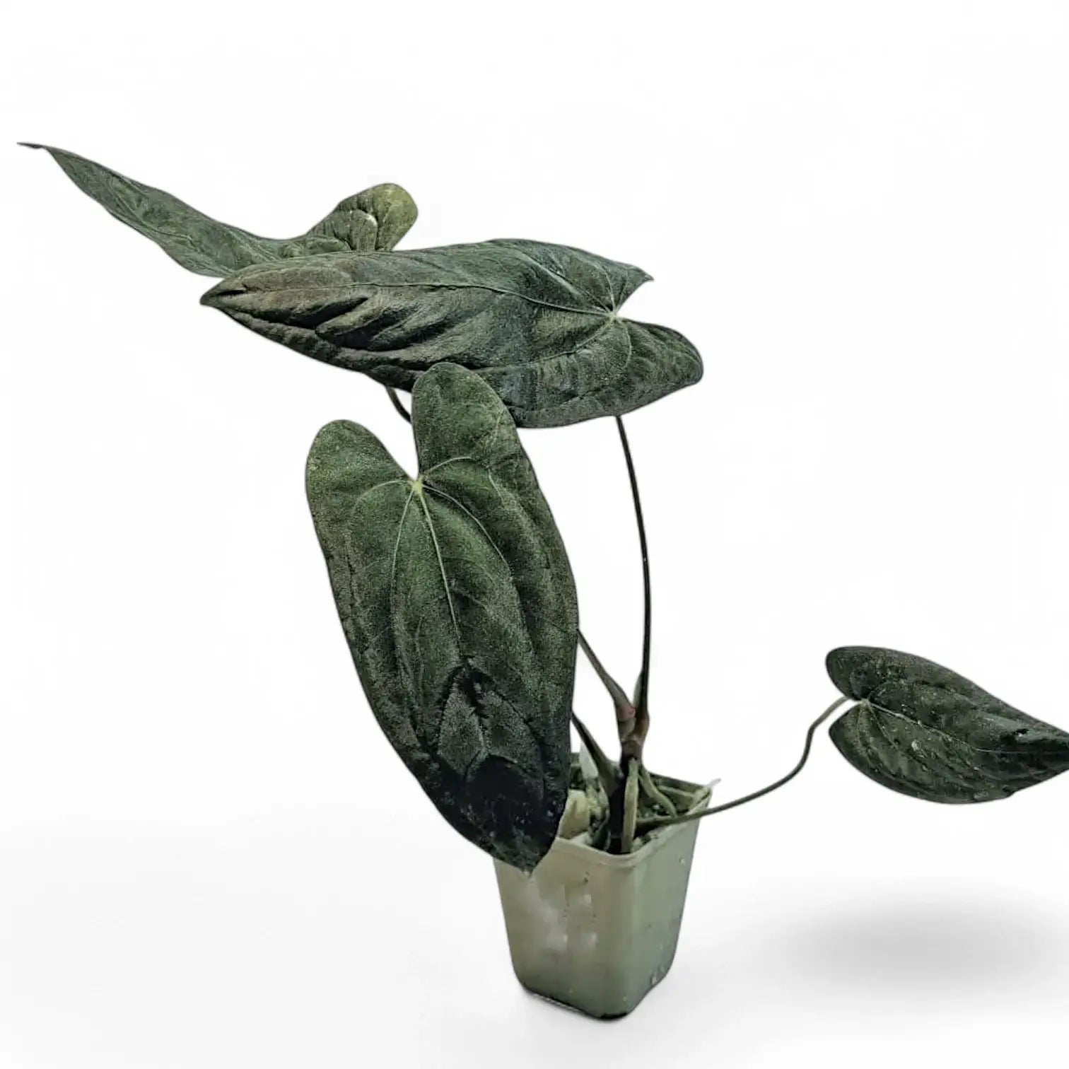 Anthurium papillilaminum – Topfpflanze im Kulturtopf vor weißem Hintergrund, Produktfoto 2.