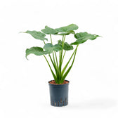 Alocasia cucullata potted houseplant in nursery pot on white background, product photo 11.