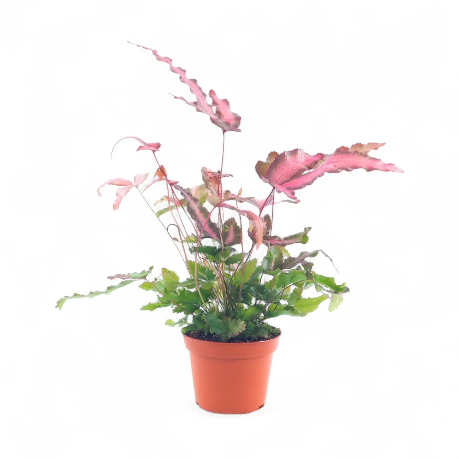 Pteris cretica 'Albolineata' Pink – Topfpflanze im Kulturtopf vor weißem Hintergrund, Produktfoto 2.