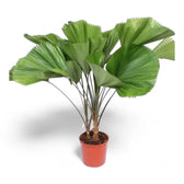 Licuala grandis – Zimmerpflanze im Kulturtopf auf weißem Hintergrund, Produktfoto 10.