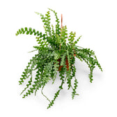 Disocactus ( Epiphyllum ) anguliger – Topfpflanze im Kulturtopf vor weißem Hintergrund, Produktfoto 4.