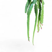 Nahaufnahme eines Triebs von Pfeiffera monacantha vor weißem Hintergrund.