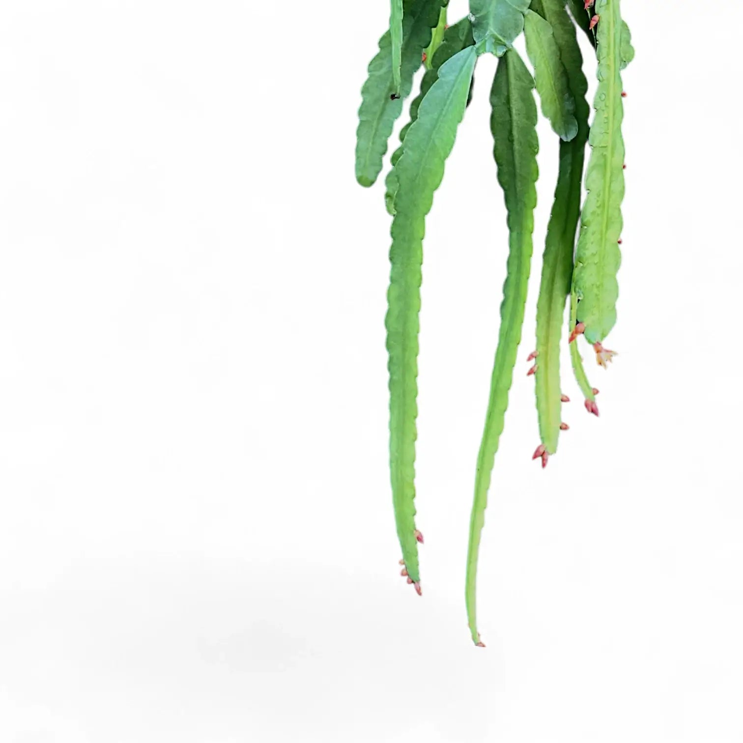 Nahaufnahme eines Triebs von Pfeiffera monacantha vor weißem Hintergrund.