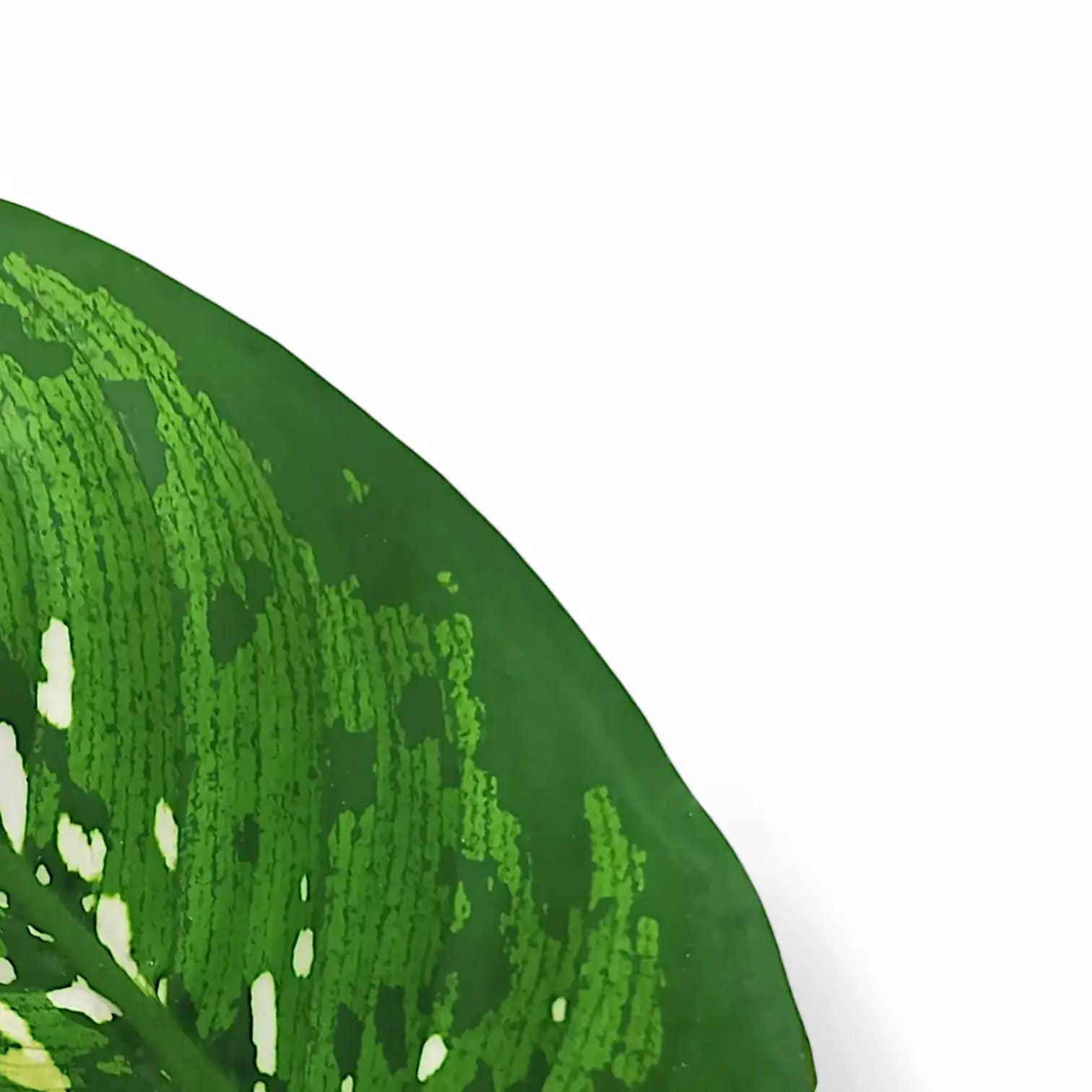 Dieffenbachia seguine 'Crocodile' potted houseplant in nursery pot on white background, product photo 6.