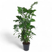 Caryota mitis – Zimmerpflanze im Kulturtopf auf weißem Hintergrund, Produktfoto 4.