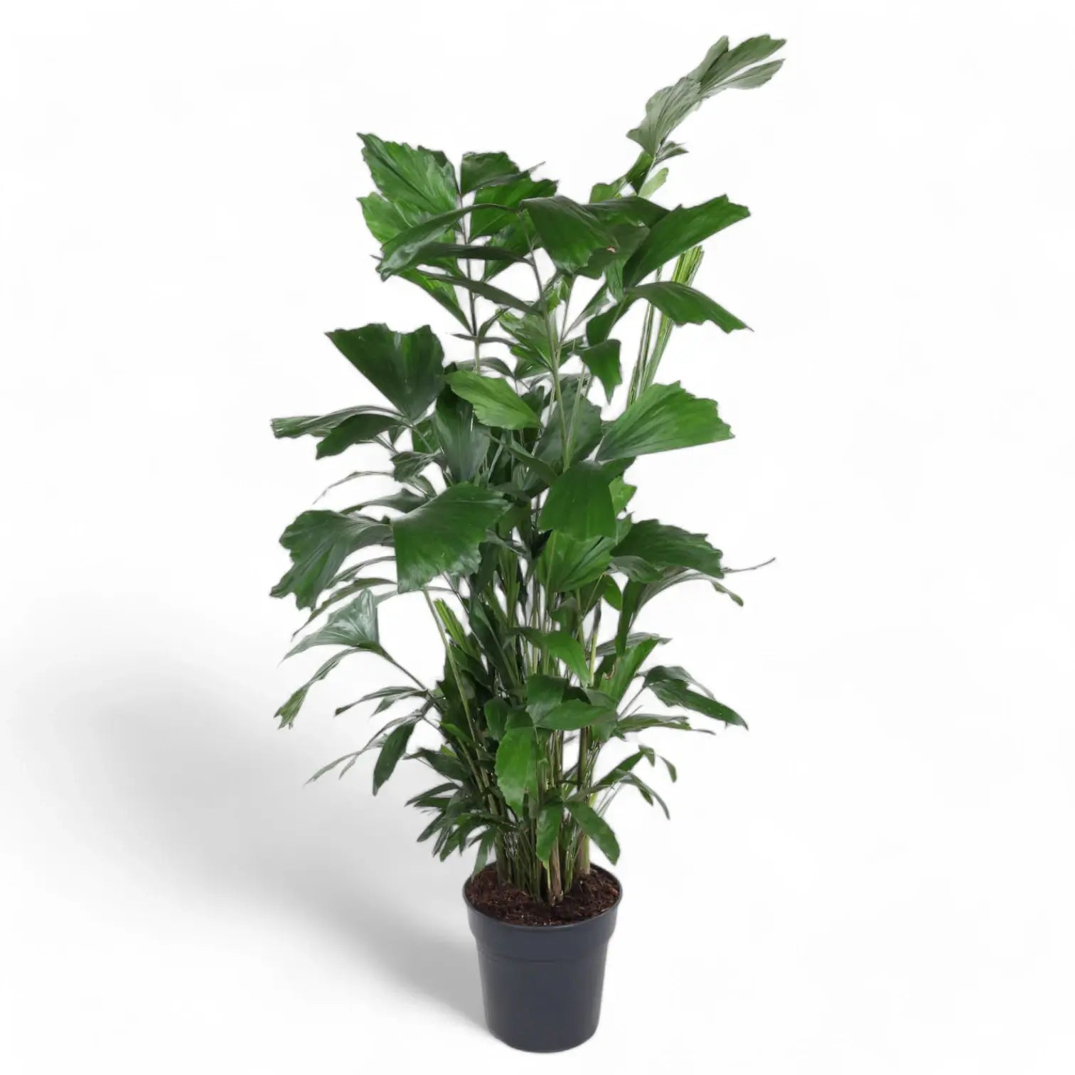 Caryota mitis – Zimmerpflanze im Kulturtopf auf weißem Hintergrund, Produktfoto 4.