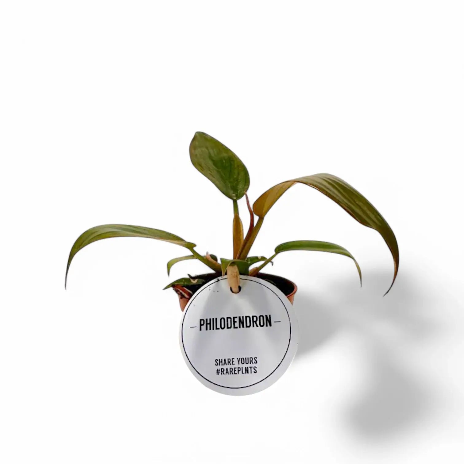 Philodendron 'Florida bronze' – Zimmerpflanze im Kulturtopf auf weißem Hintergrund, Produktfoto 5.