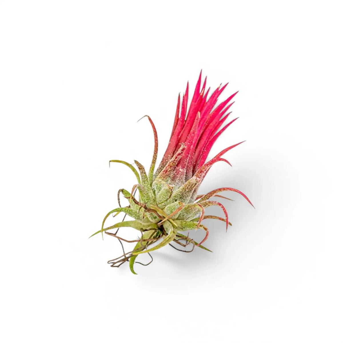 3 x Tillandsia Air Plants in Glass potted houseplant in nursery pot on white background, product photo 7.