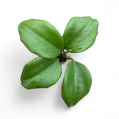Hoya quinquenervia potted houseplant in nursery pot on white background, product photo 3.
